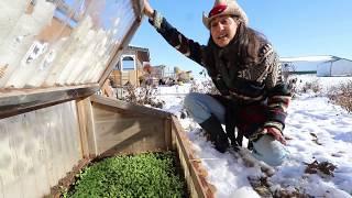 Grow SALAD GREENS all WINTER for 10 dollars or less