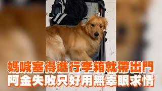 媽喊塞得進行李箱就帶出門　黃金獵犬失敗只好用無辜眼求情｜寵物動物｜精選影片