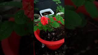 buying from #reemzgarden #reemz #flowers #rose #viwes #subscribe #all #viral #trendingvideo