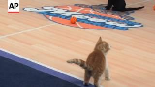 "Meow Madness" Brings Felines To Primetime