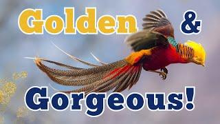 Golden Pheasant: A Flash of Gold in the Wild