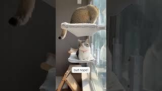 Cat window perch the finest version! - glamcraze.com #catbed #catsleeping  #antianxiety #cat
