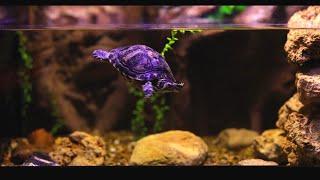 Feeding Time in a Turtle Tank | No Music | Waterflow White Noise | 10 Hour Sleep Sound | Full HD