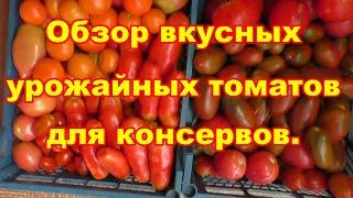 Сравнительная дегустация вкусных урожайных томатов для консервации