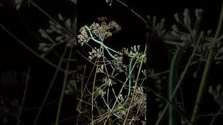 Camouflage Master! Green Vine Snake on a Plant #Nature #Reptiles #Short