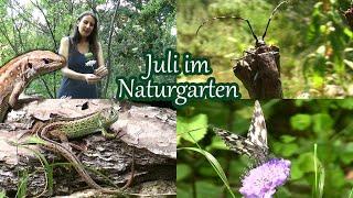 Juli im Naturgarten | Zeit der Schmetterlinge