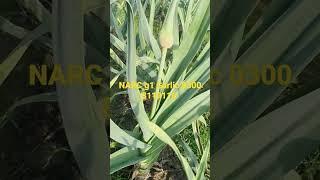 Garlic Narc G1 with big bulb #freshgarlic #g1garlic #plant #nature