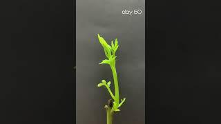 walnut seed time lapse, growing in water for 2 months