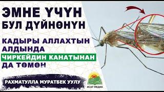 БУЛ ДҮЙНӨНҮН КАДЫРЫ БОЮНЧА ПАЙГАМБАРЫБЫЗ ЭМНЕ ДЕП АЙТКАН? - Рахматулла Муратбек уулу | Исар Медиа