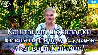 Каштанові шоколадки живлять Серце, Судини і всі  ваші Клітини!