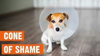 Funny Dog Cone Of Shame Compilation