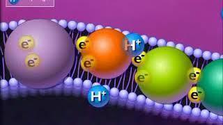 Electron Transport Chain, Respiration including Biological physiology 2017