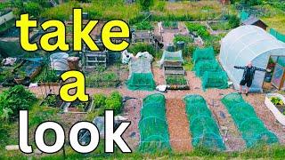 July Allotment Garden Tour | Summer Gardening Tips & Harvest Update