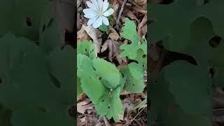 Some nice bloodroots, Sanguinaria canadensis.