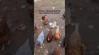 Chickens following me all the way to the shed for snacks