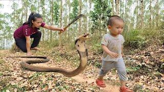 Harvesting Melons Goes to the market sell - Snake Breaks Into House While Mother Is Away