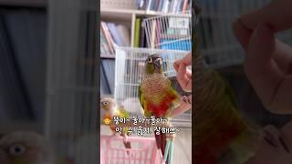 개인기 더 보여줄거 없어?없어!‍헐..#말하는앵무새 #shorts