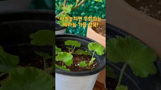 제라늄 삽목 언제해야 가장 좋을까요?! #삽목 #제라늄 #식물집사