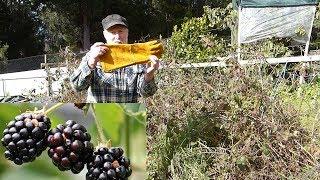 Bramble BERRIES - the REWARD is worth the RISK!