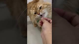 Vitamin kucing best seller shopee ini ? Review di kucing kucingku