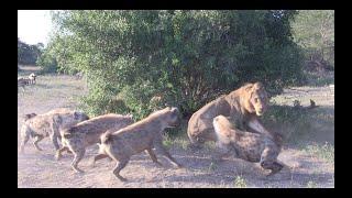 LION vs HYENA - EPIC AUDIO