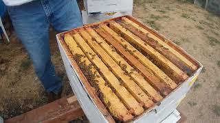 G&H Honey Bees - Hive 5 first fall inspection