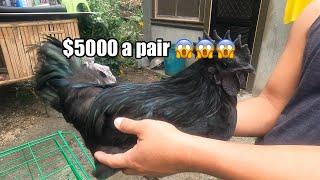 Bakit Pinakamahal na Manok ang Ayam Cemani?