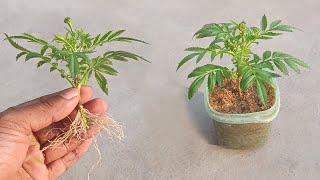 How to grow marigold cutting faster || Grow cutting plants easily