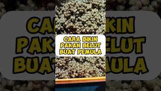 cara membuat pakan belut untuk pemula #info #seputar #cara #ikan #mancing #kolam #belut #budidaya