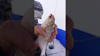 #рыбный #fishing #рыболовная #ловим #fish #рыба #рыбалка