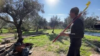 Can I HARVEST 25.000 OLIVES in 1 DAY?