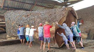 Wood mizer sawmill Sulawesi trembesi wood sawed by an old kawan who made a woodworking projects