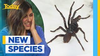 Scientists confirm existence of new spider variant | Today Show Australia