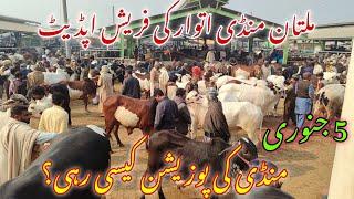 Mandi me kitna Mall aya? latest fresh update on Sunday | Multan Cow Mandi