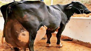 Girlando Cow Farming In India | Girlando Cow In India | Girlando Cow In Pakistan | AJ Cattle info