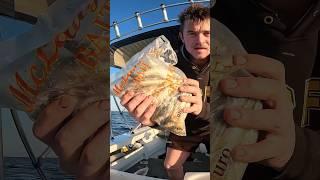 How to catch snapper! The Best Bait & burley. #fishing #tips #shorts #adventure #explore #viralvideo