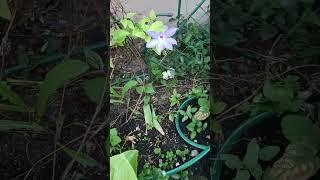 Шампиньоны в саду