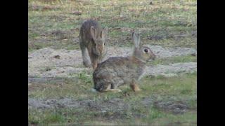 Säugetiere. Wildkaninchen (Oryctolagus cuniculus). Wild rabbit. Ein Video von KLAUS TAUX