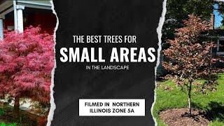 The Best Trees for Small Areas in YOUR Yard!