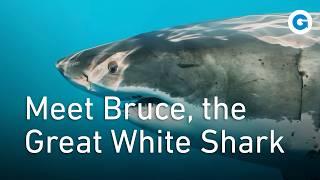 Everything You Need To Know about the Great White Shark | Full Wildlife Documentary