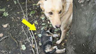 "save my baby"  The Mama dog begged Helplessly before Drunk Owner