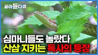 산에서 먹고 자는 약초꾼들이 산삼 찾다가 벌어진 일｜심마니의 삶｜극한직업｜#골라듄다큐