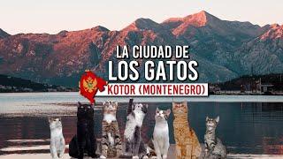 KOTOR - MONTENEGRO Que ver en un dia  ¿Por qué hay tantos gatos?  Escuché viajando