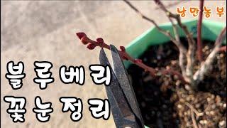 블루베리 겨울전정 시기입니다 - 4 (꽃눈정리)