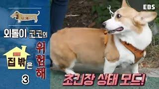 세상에 나쁜 개는 없다 - 외톨이 코코의 집 밖은 무서워_#003