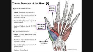 Palmar Musculature | The Thenar Muscles