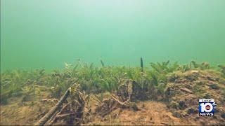 Invasive seagrass impacting South Florida came from Caribbean