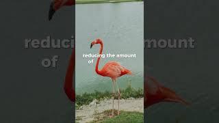 Did you know why flamingos stand on one leg? #animals #flamingo #shorts