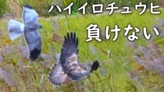 猛禽喧嘩ハイイロチュウヒvs.トビハイチュウオス対チュウヒ