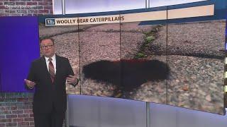 Can a "woolly bear" caterpillar forecast the coming winter?